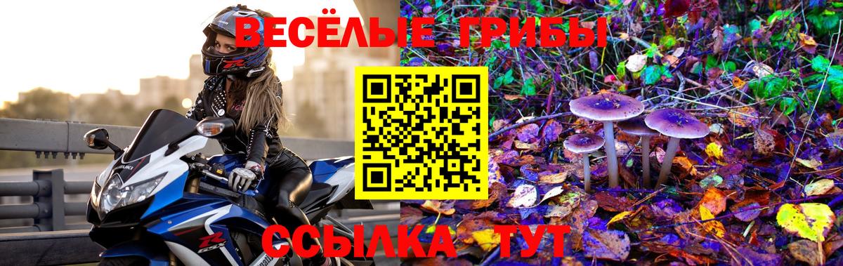 Псилоцибиновые грибы Psilocybine cubensis Луга